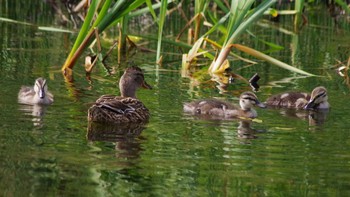 マガモ 五天山公園(札幌市西区) 2021年6月6日(日)