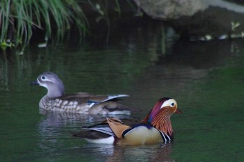 2021年6月6日(日) 福井緑地(札幌市西区)の野鳥観察記録