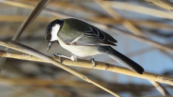 シジュウカラ 埼玉県さいたま市(大宮公園) 2017年3月9日(木)