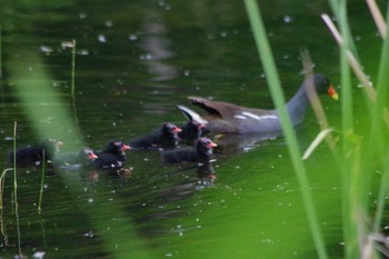 2021年6月6日(日) 五天山公園(札幌市西区)の野鳥観察記録