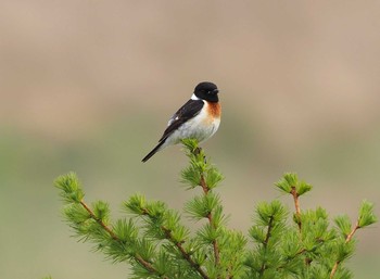 2021年6月6日(日) 霧ヶ峰高原の野鳥観察記録