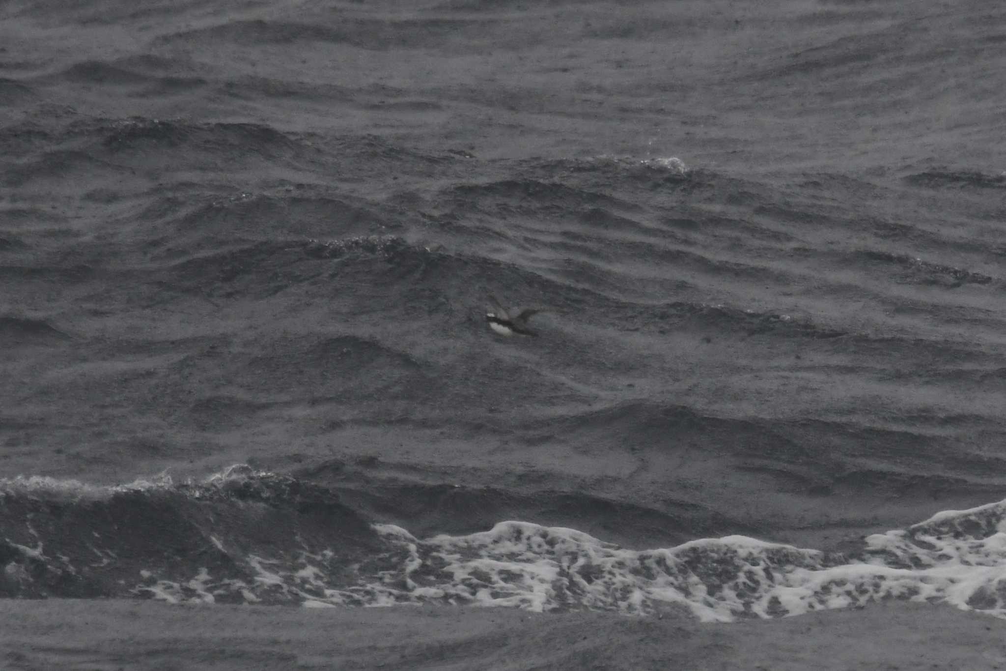 Japanese Murrelet