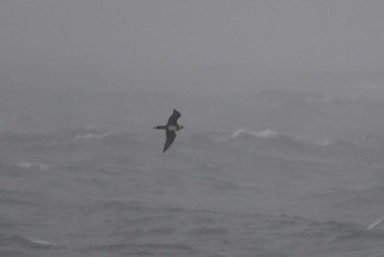 Pomarine Jaeger 八丈島航路 Thu, 4/29/2021