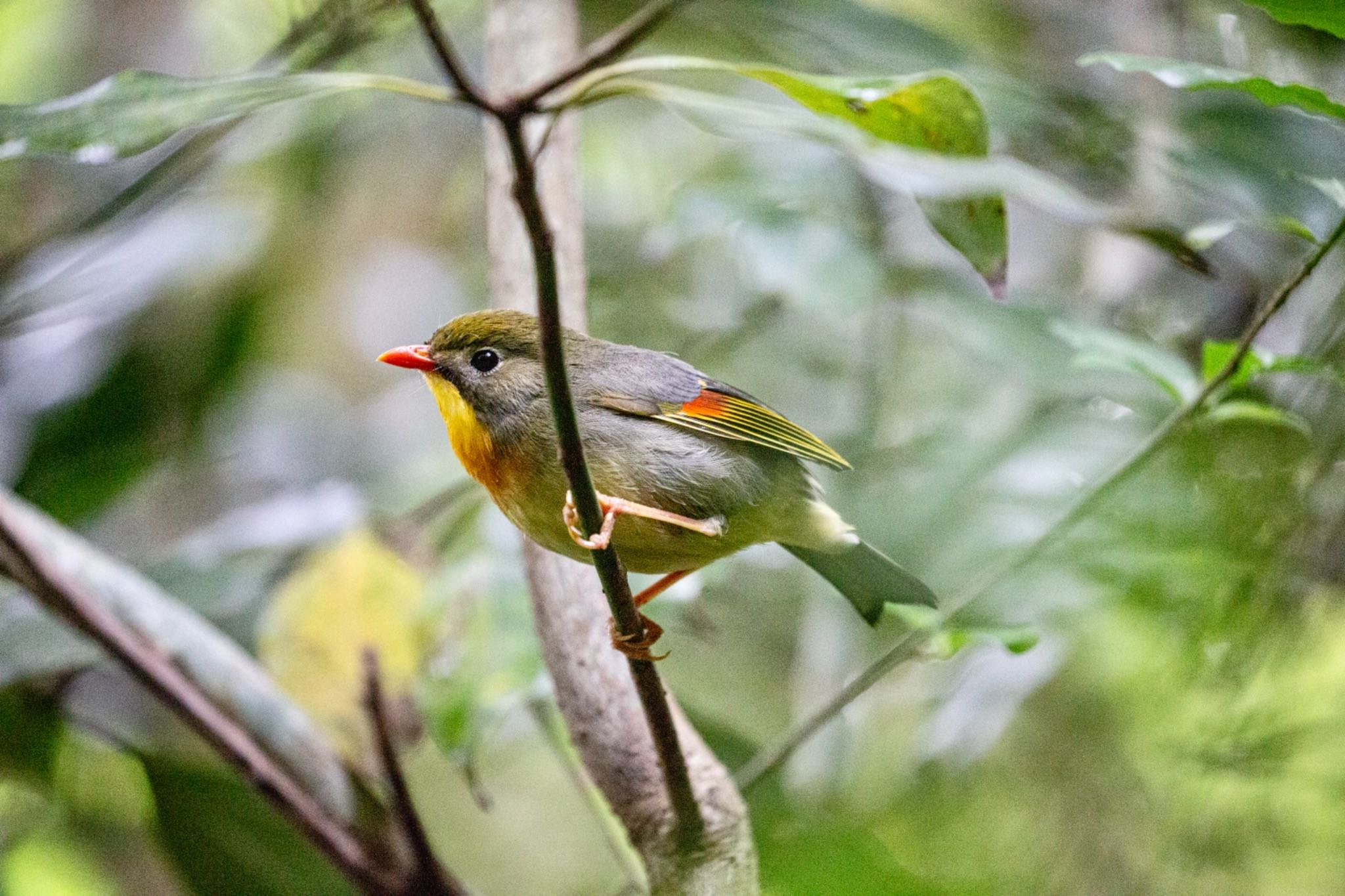 Photo of Red-billed Leiothrix at 箱根神社付近 by Leaf