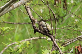 Japanese Pygmy Woodpecker 平谷川 Sun, 6/6/2021