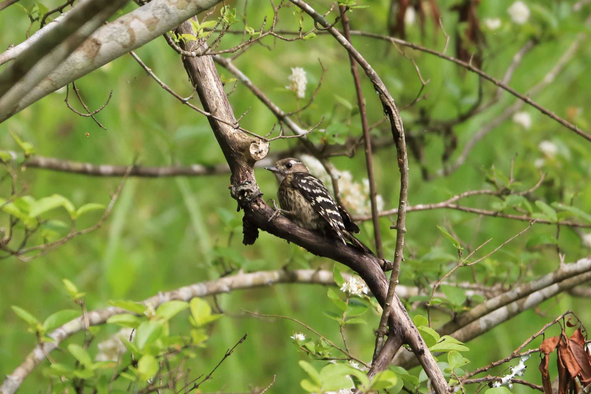 Photo of Japanese Pygmy Woodpecker at 平谷川 by いわな