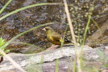 Grey-capped Greenfinch 平谷川 Sun, 6/6/2021