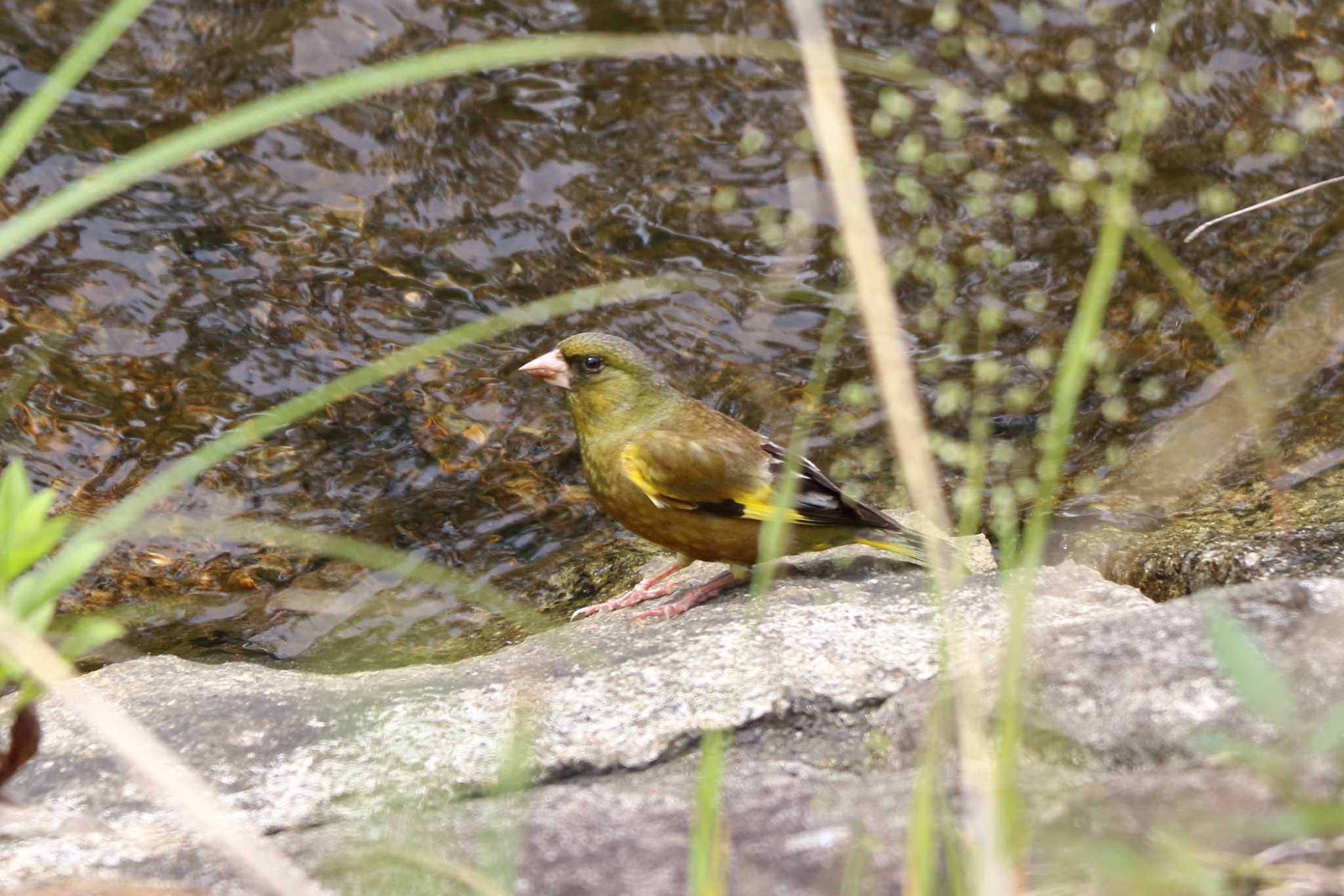 Photo of Grey-capped Greenfinch at 平谷川 by いわな