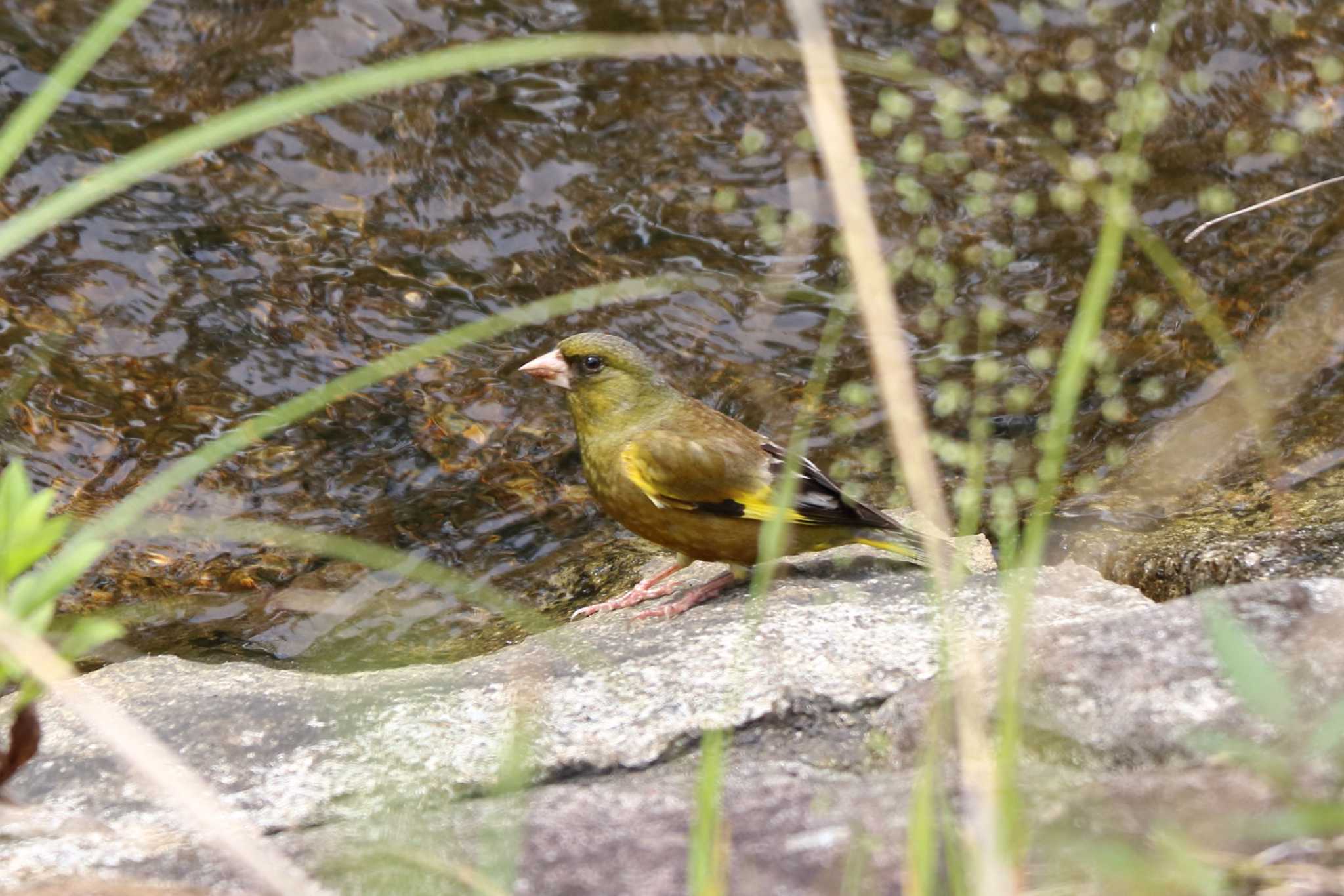 Grey-capped Greenfinch