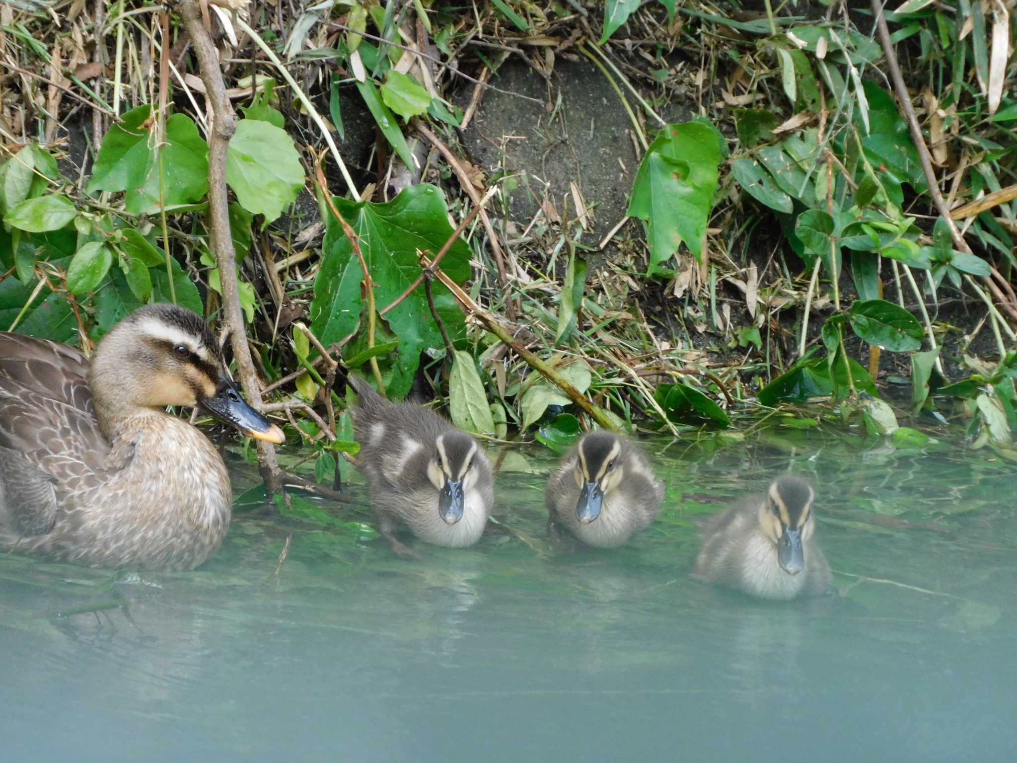 Photo of Eastern Spot-billed Duck at 見沼自然公園付近 by ななほしてんとうむし