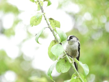 2021年6月6日(日) 奈良公園の野鳥観察記録