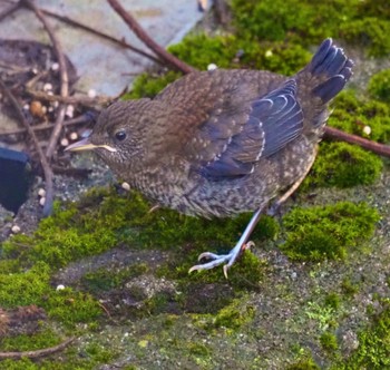 Brown Dipper Unknown Spots Unknown Date