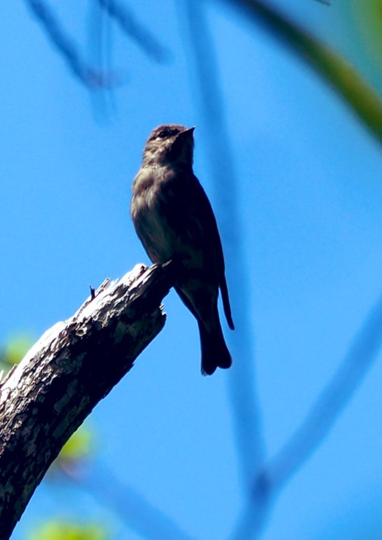 Photo of Asian Brown Flycatcher at  by もさこ