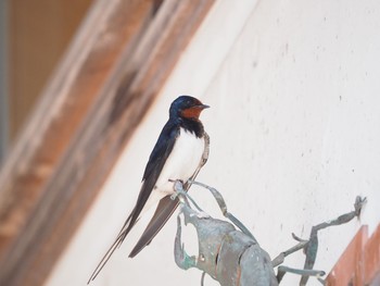 Barn Swallow Unknown Spots Sun, 5/30/2021