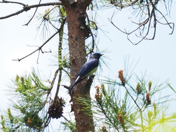 Blue-and-white Flycatcher Unknown Spots Sun, 5/30/2021