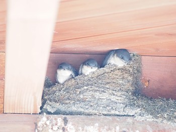 Asian House Martin Unknown Spots Sun, 5/30/2021