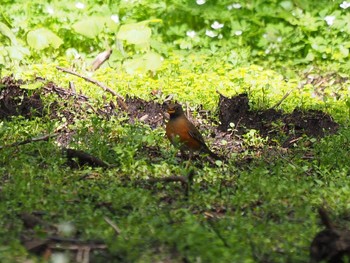 Brown-headed Thrush Unknown Spots Fri, 5/28/2021