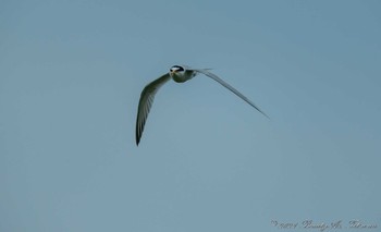 Little Tern 城北公園 Sun, 6/6/2021