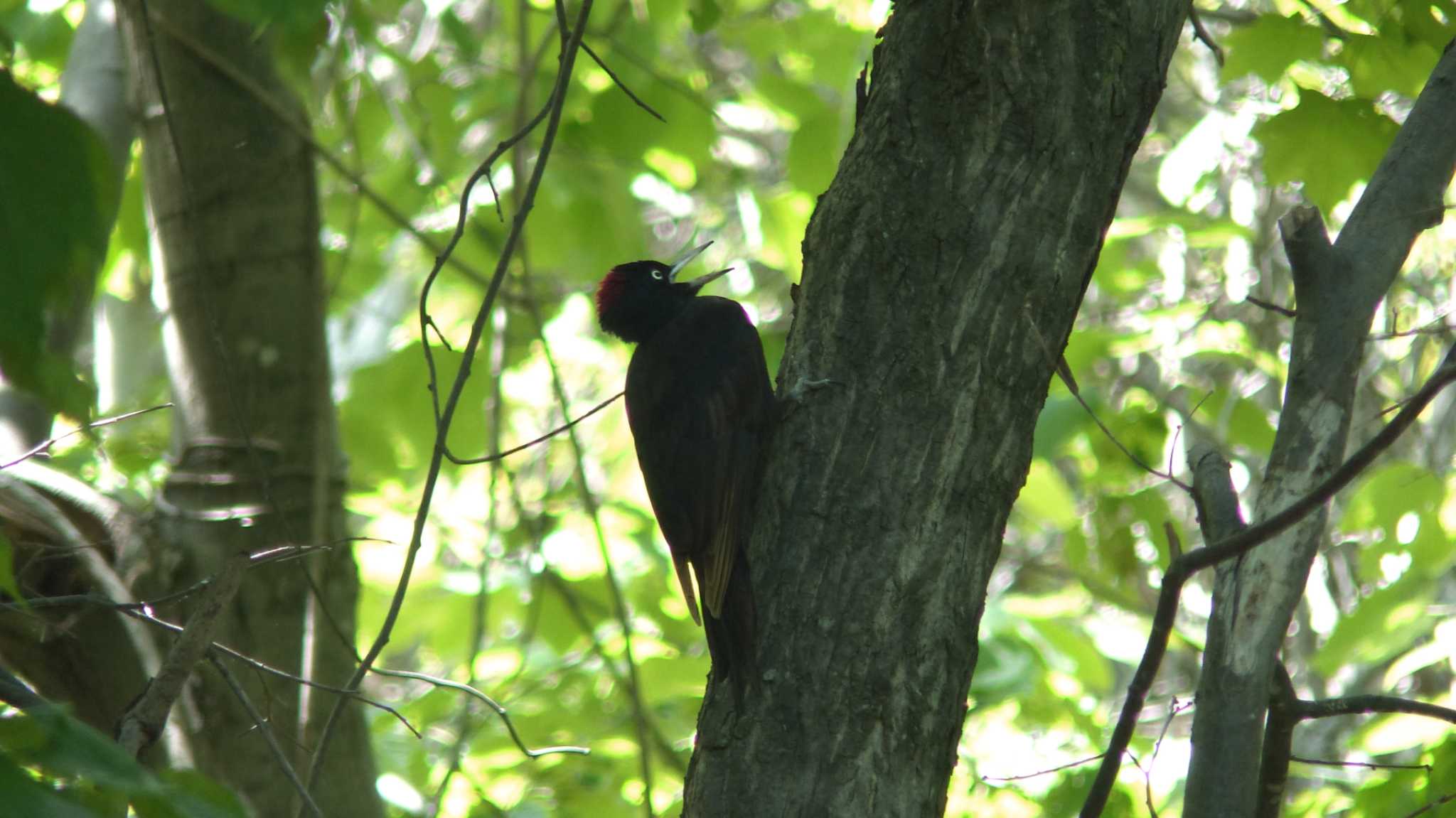 真駒内公園 クマゲラの写真