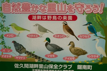 2021年5月22日(土) 佐久間ダム湖親水公園の野鳥観察記録