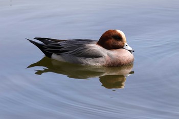 Eurasian Wigeon Akashi Park Sun, 4/11/2021