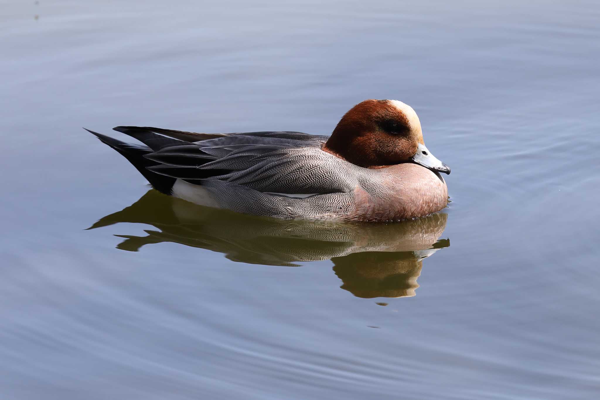 明石公園のヒドリガモ