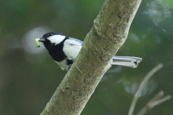 Japanese Tit Akashi Park Sun, 5/9/2021