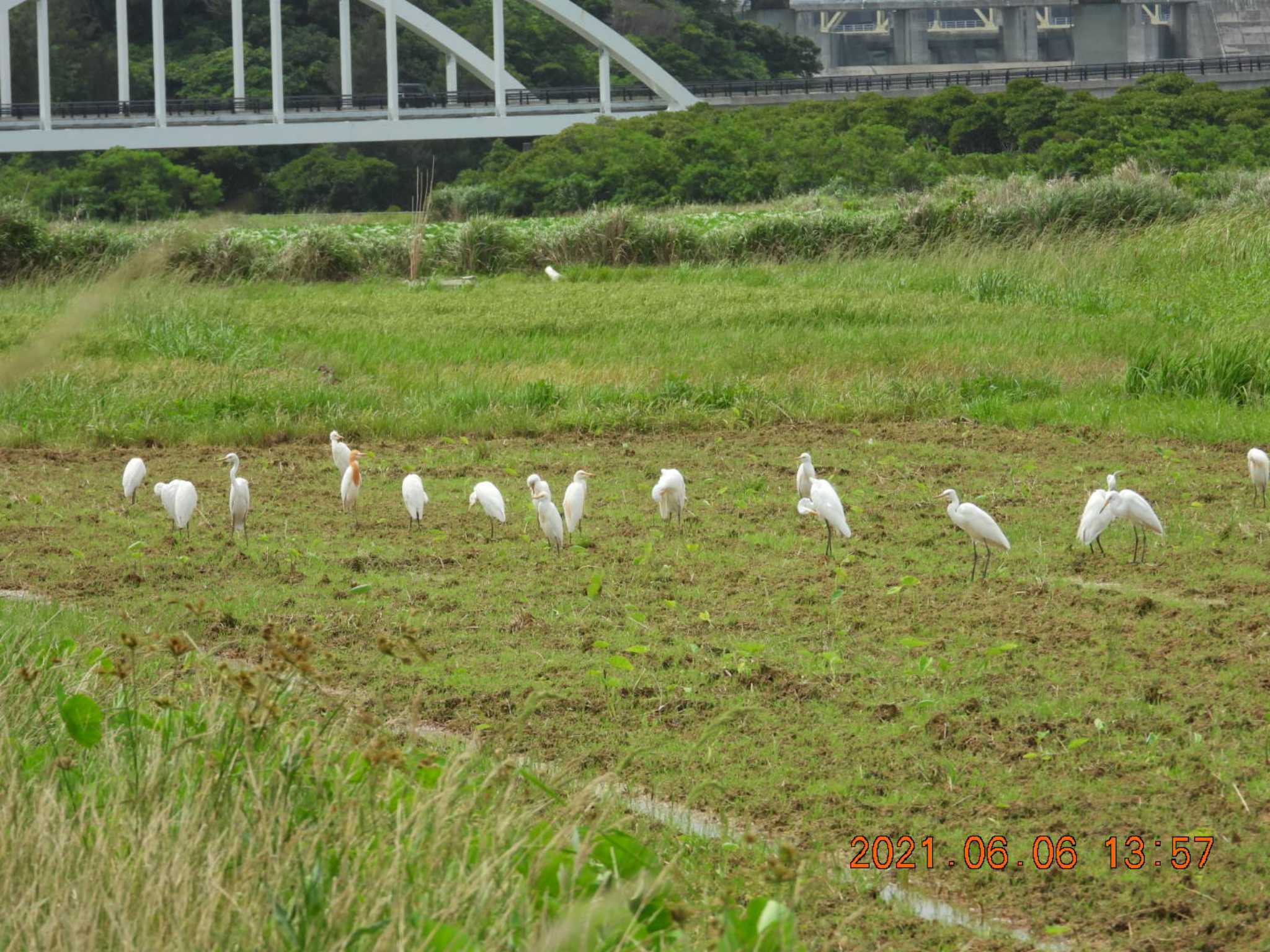 金武町田いも畑(沖縄県) アマサギの写真