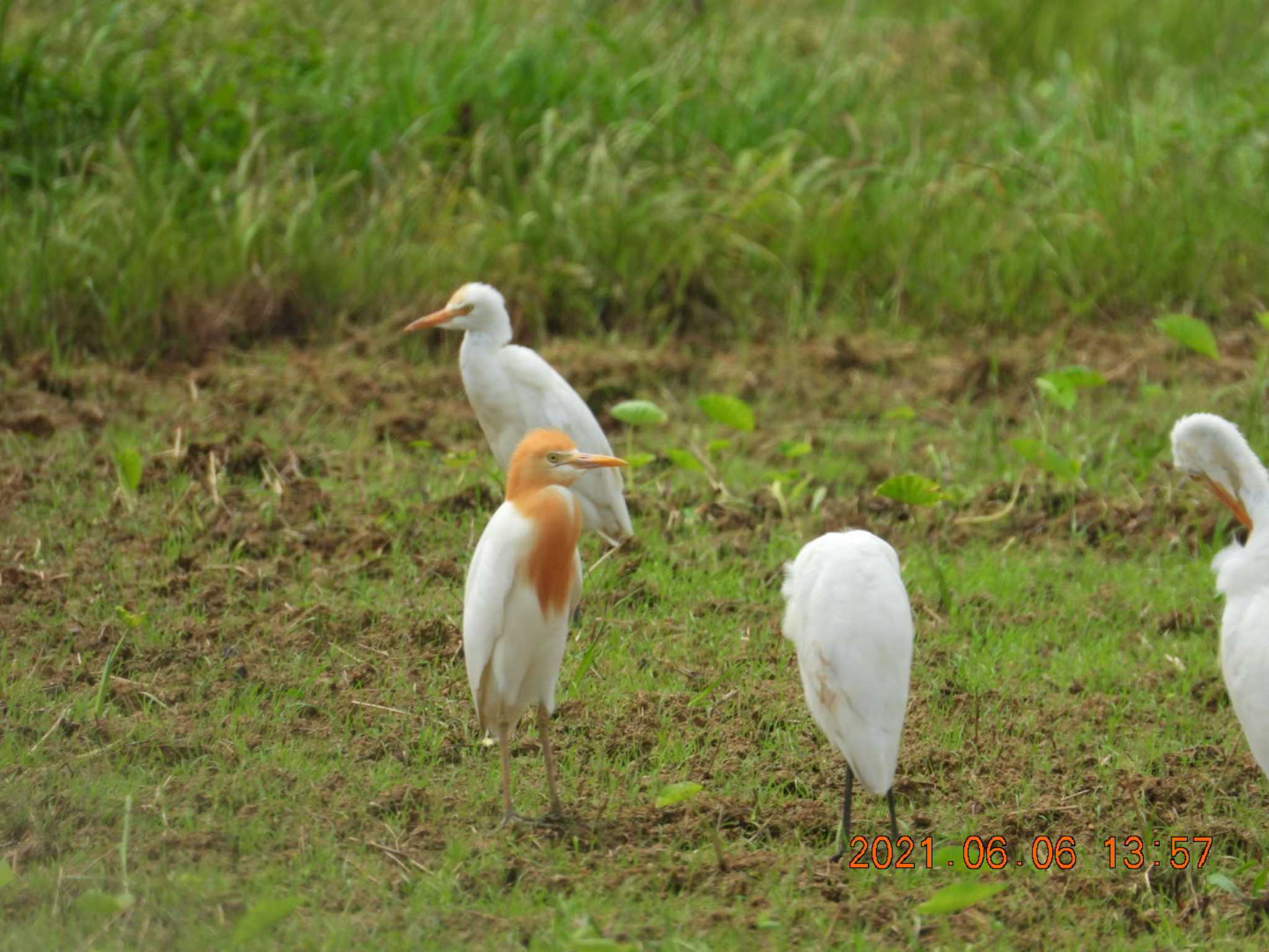 金武町田いも畑(沖縄県) アマサギの写真