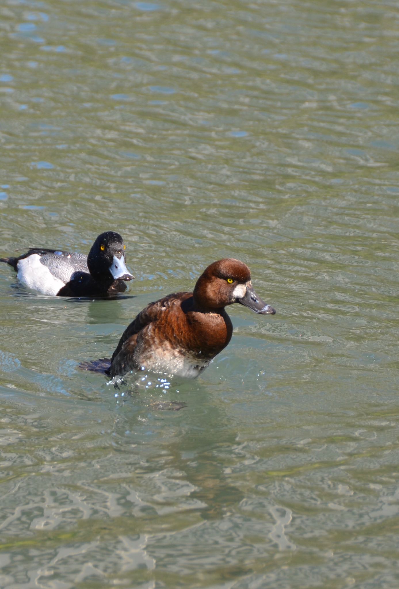 旧中川水辺公園 スズガモの写真