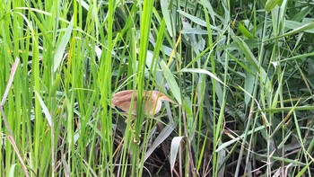 ヨシゴイ 伊佐沼 2021年6月5日(土)