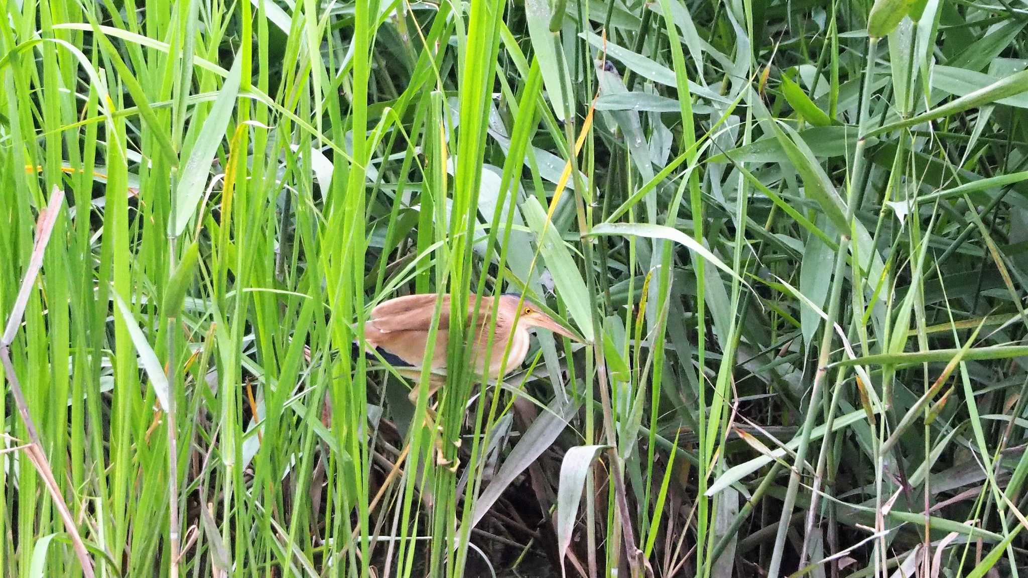 伊佐沼 ヨシゴイの写真