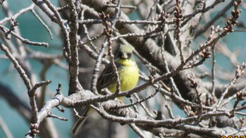 アオジ 埼玉県さいたま市(大宮公園) 2017年3月9日(木)