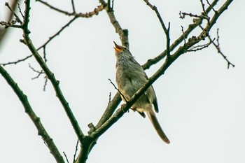 2021年5月29日(土) 横浜自然観察の森の野鳥観察記録