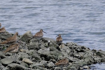 Bar-tailed Godwit Tokyo Port Wild Bird Park Sat, 6/5/2021