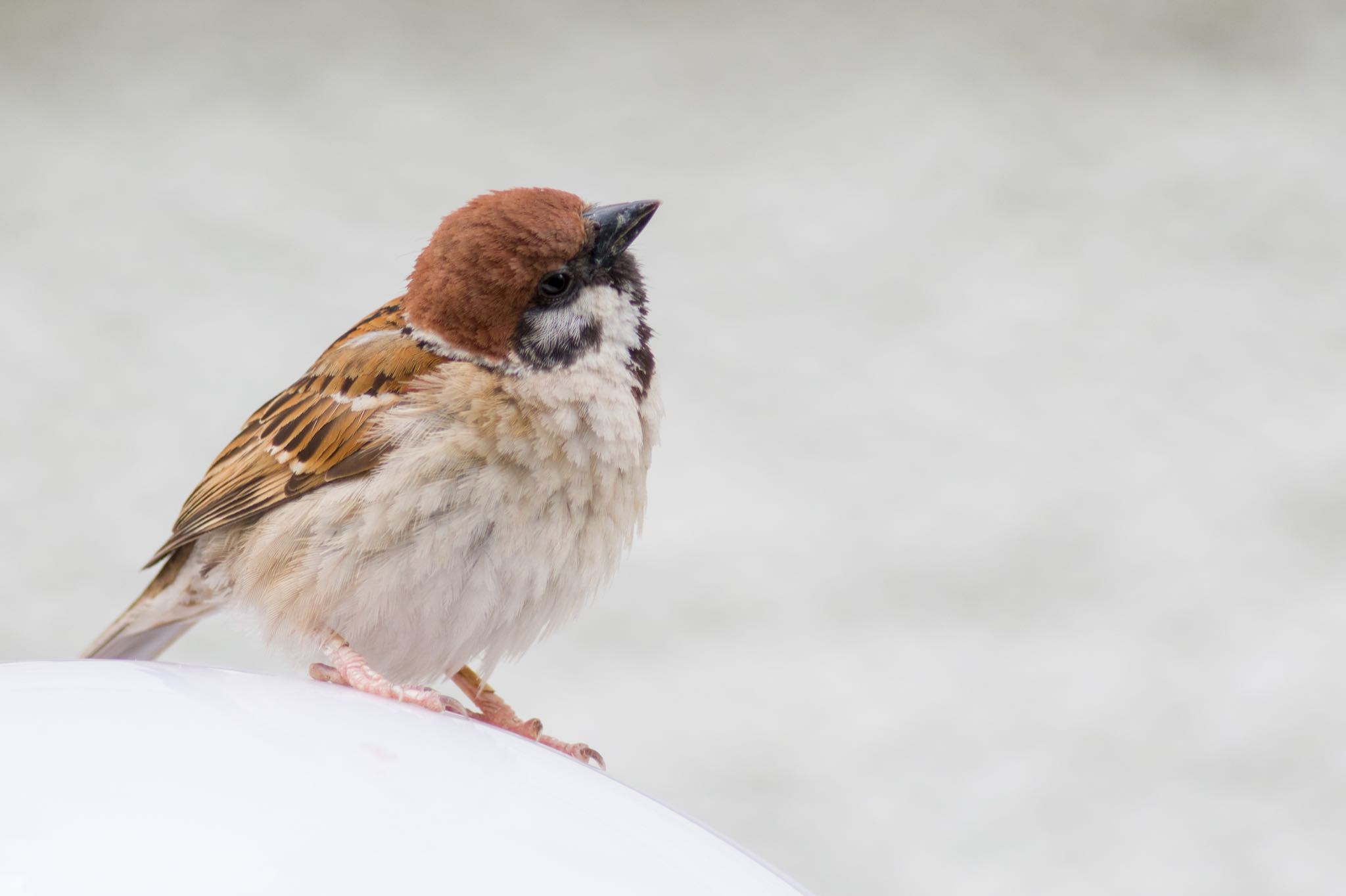 Photo of Eurasian Tree Sparrow at 都内市街地 by Marco Birds