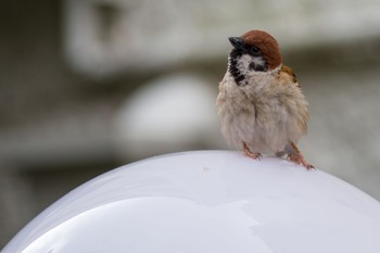 Eurasian Tree Sparrow 都内市街地 Sat, 6/5/2021