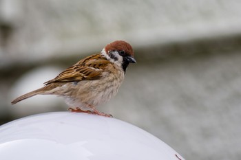 Eurasian Tree Sparrow 都内市街地 Sat, 6/5/2021