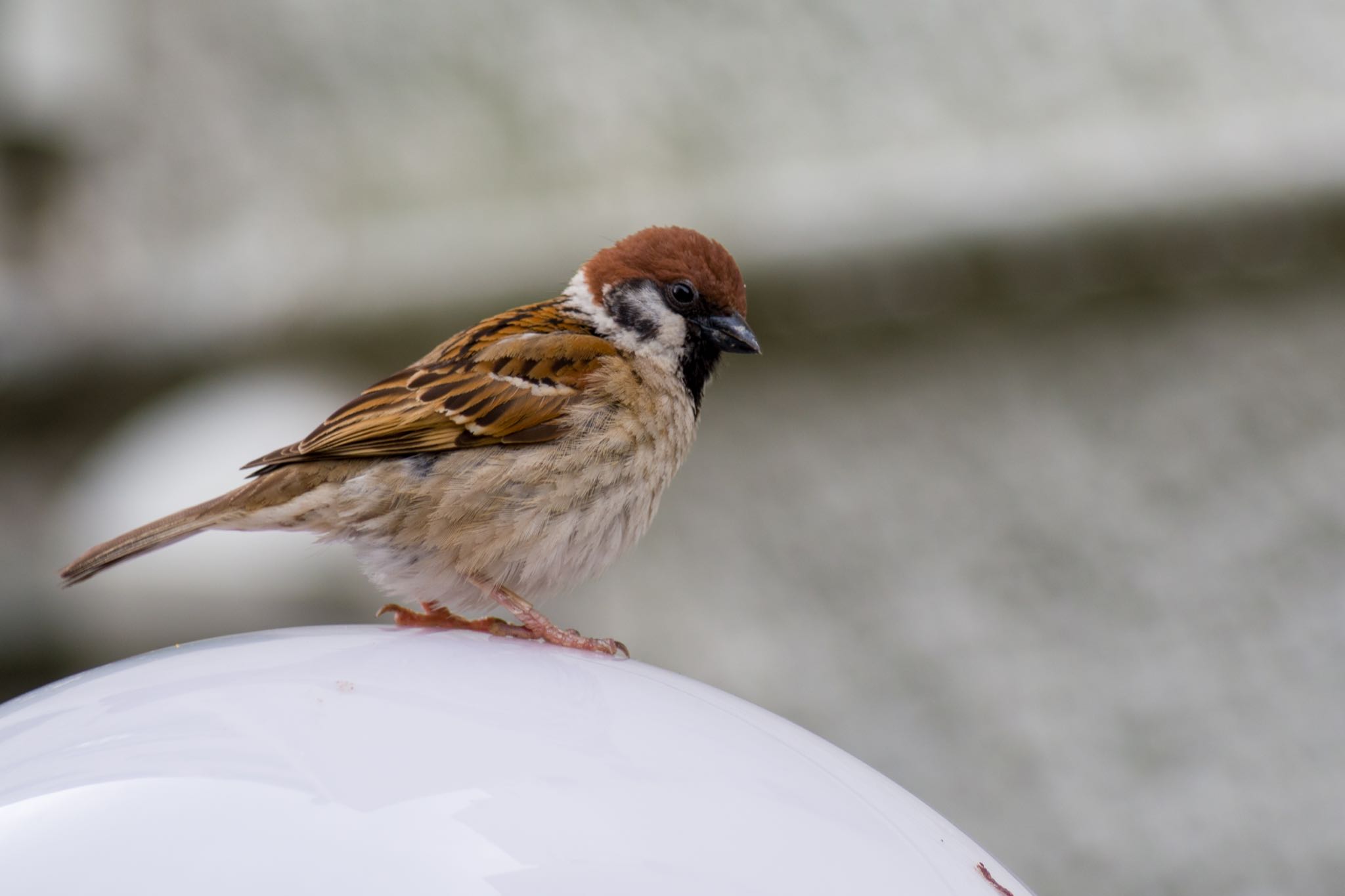 Photo of Eurasian Tree Sparrow at 都内市街地 by Marco Birds