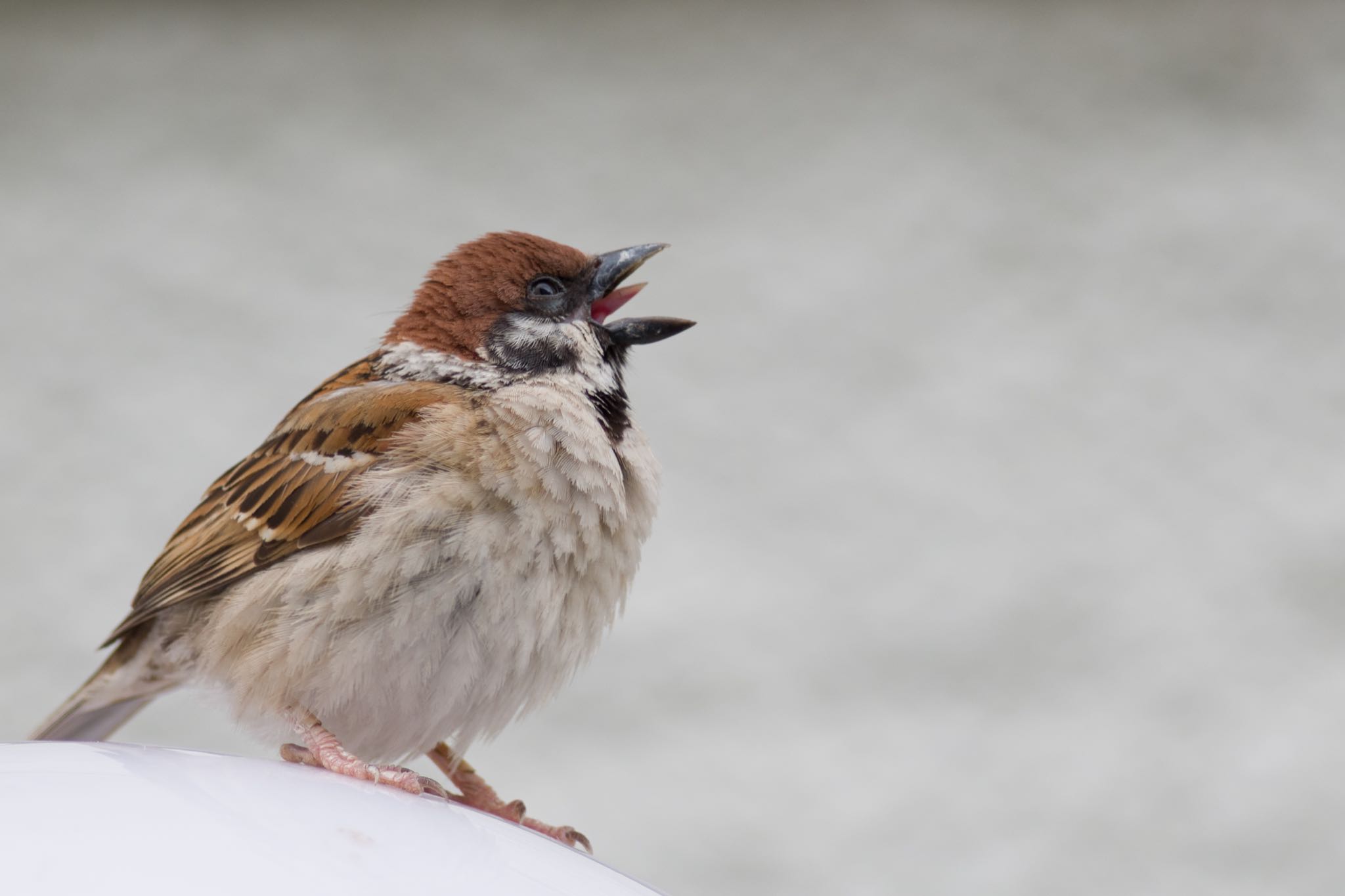 Photo of Eurasian Tree Sparrow at 都内市街地 by Marco Birds