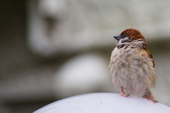 Eurasian Tree Sparrow 都内市街地 Sat, 6/5/2021