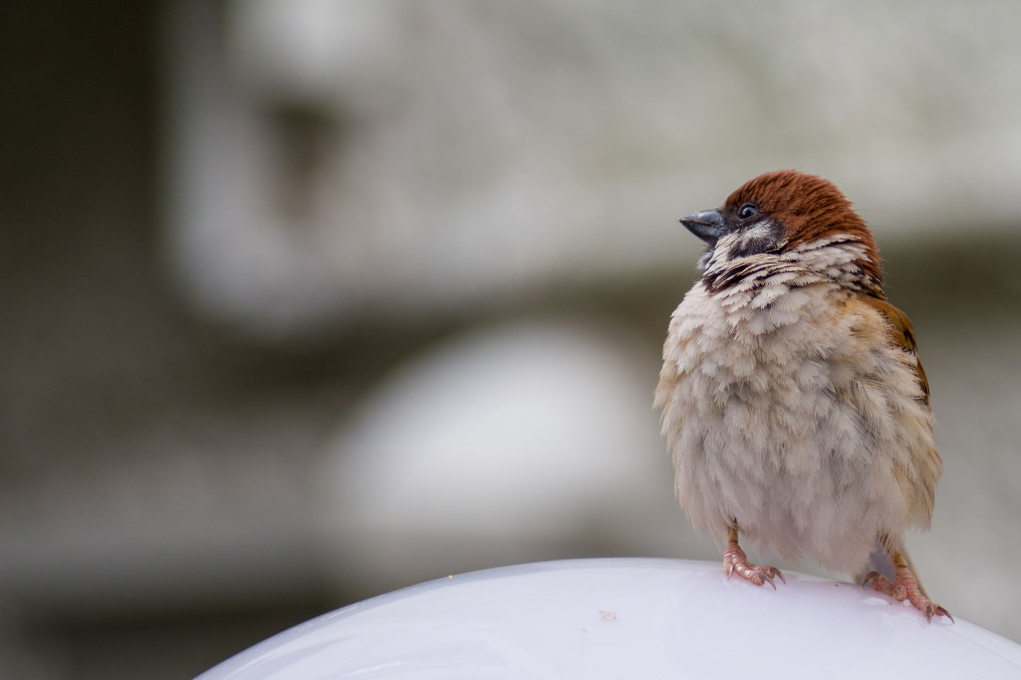 Photo of Eurasian Tree Sparrow at 都内市街地 by Marco Birds