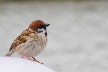 Eurasian Tree Sparrow 都内市街地 Sat, 6/5/2021