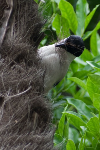 Azure-winged Magpie 都内市街地 Sat, 6/5/2021