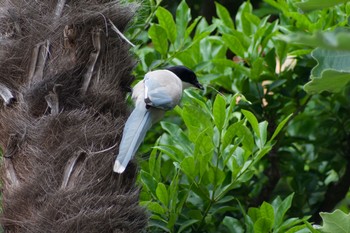 Azure-winged Magpie 都内市街地 Sat, 6/5/2021