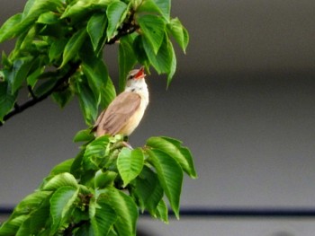 Oriental Reed Warbler 市川市 Thu, 6/3/2021