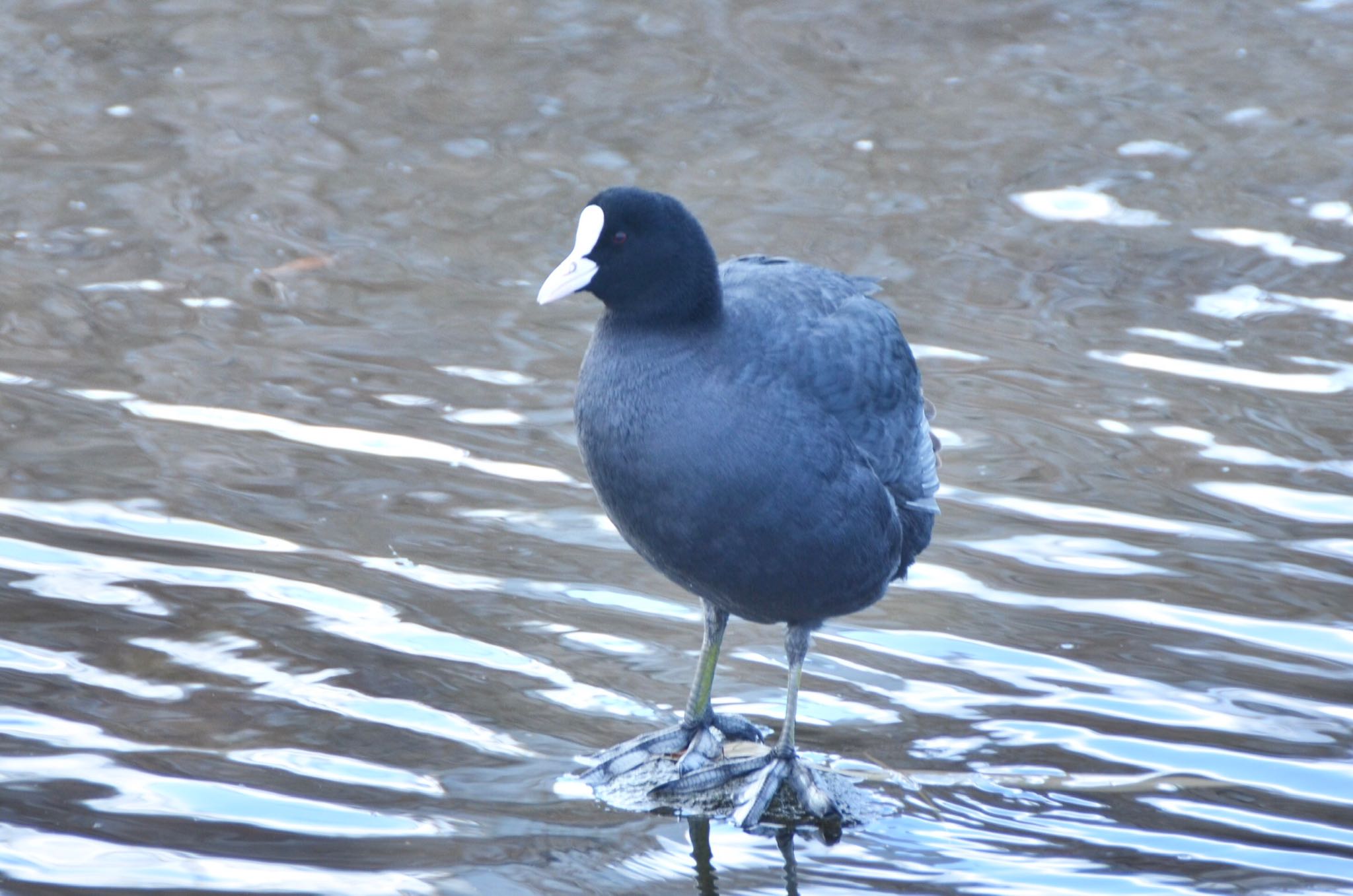 旧中川水辺公園 オオバンの写真 by あらどん