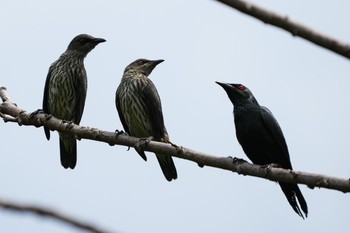 ミドリカラスモドキ Sungei Buloh Wetland Reserve 2021年6月6日(日)