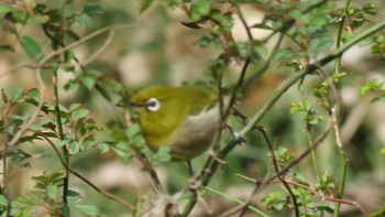 メジロ 秋ヶ瀬公園 2017年3月12日(日)