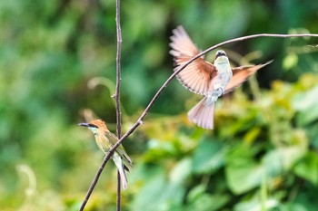 2021年6月7日(月) Maprachan Reservoirの野鳥観察記録